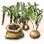 Mysterious Onion Seed