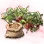 Mysterious Strawberry Seed