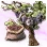 Mysterious Grape Seed