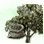 Mysterious Olive Seed