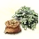 Mysterious Seed Potato