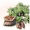 Mysterious Seed Sweet Potato