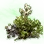 Mysterious Silver Azalea Seed