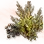 Mysterious Dry Mane Grass Seed
