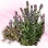 Mysterious Silk Honey Grass Seed