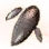 Mysterious Fortune Teller Mushroom Hypha
