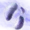 Mysterious Fog Mushroom Hypha