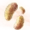 Mysterious Hump Mushroom Hypha