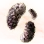 Mysterious Truffle Mushroom Hypha