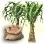 Mysterious Nolina Seed