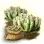 Mysterious Penestraria Seed