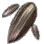 Everlasting Herb Seed