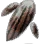 Dwarf Mushroom Hypha