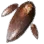 Sky Mushroom Hypha