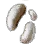 Ghost Mushroom Hypha