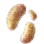 Hump Mushroom Hypha