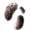 Truffle Mushroom Hypha