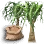 Nolina Seed
