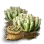 Penestraria Seed