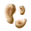 Pie Mushroom Hypha