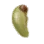 Shelled Seed