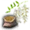 Withered Acacia Seed