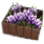 Violet Flower Box