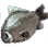 Crucian Carp