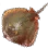 Ray