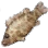 Mandarin Fish