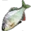 Bitterling