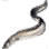 Sea Eel