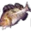 Greenling