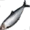 Herring
