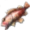 Rosefish
