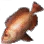 Bigeye