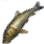 Barbel Steed