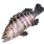 Rock Hind