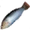 Checkerboard Wrasse