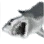 Great White Shark