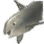 Beluga Whale