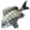 Black Porgy