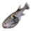 Eyespot Puffer