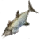 Greater Amberjack