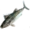 Striped Bonito