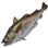 Burbot