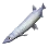 Flower Icefish