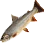 Charr