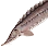 Green Sturgeon