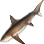 Thresher Shark